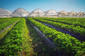 Vantagens dos termoplásticos no setor agropecuário