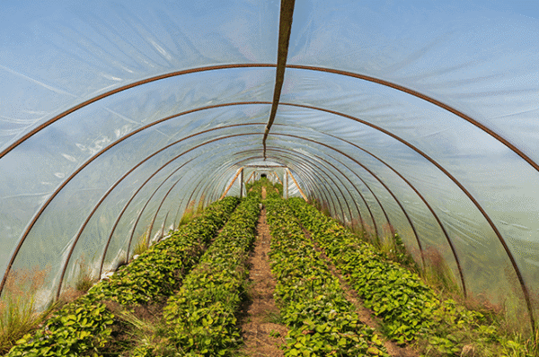 Visão interna de túnel de estufa agrícola com fileiras de cultivo de morangos utilizando plástico para plasticultura.